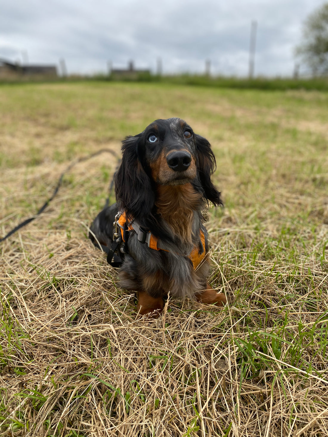 Dog Days Out As Recommend By Five Sausage Dogs