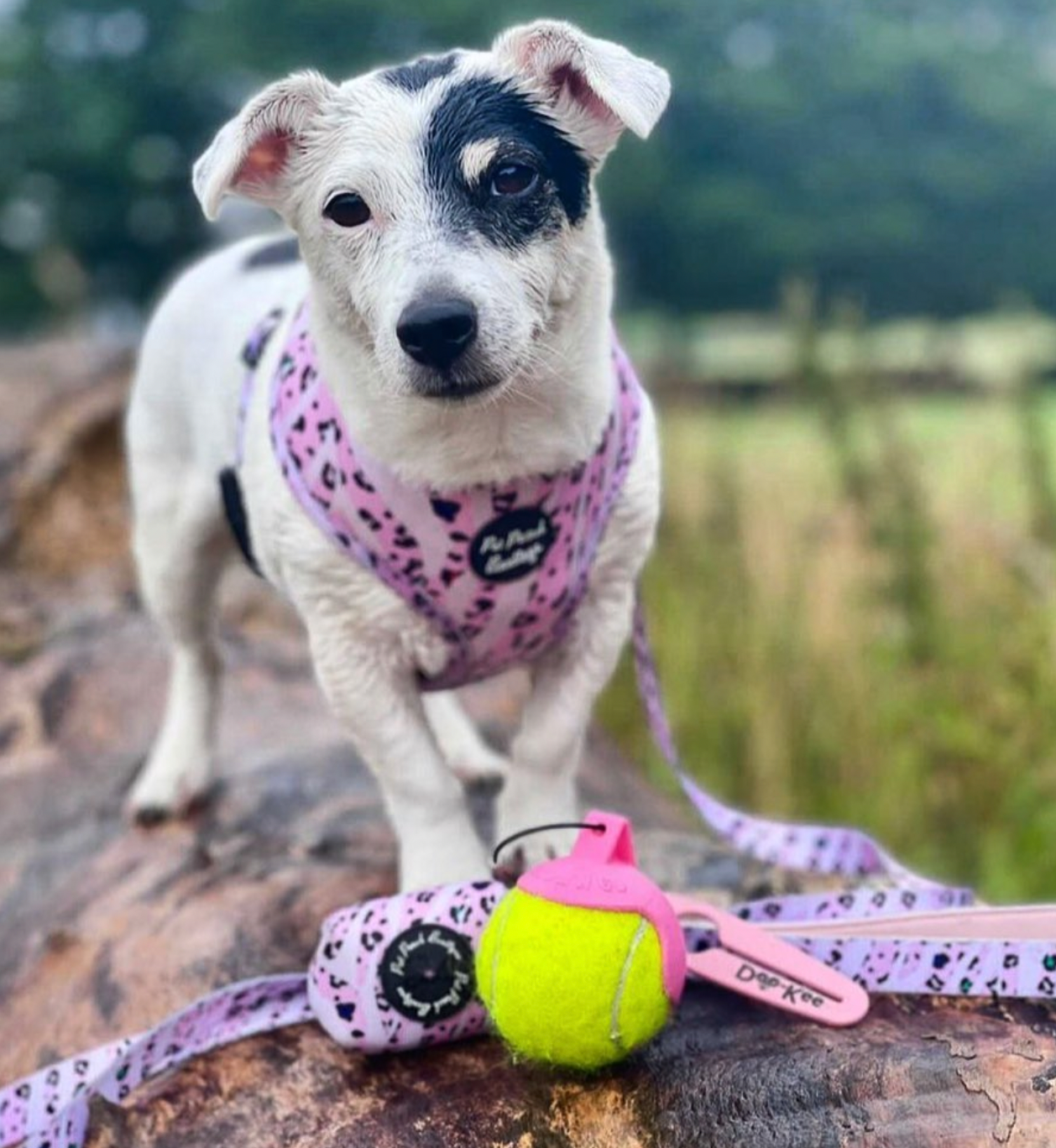 Doo-Kee Poop Bag Holder Piglet Pink - HOUNDS